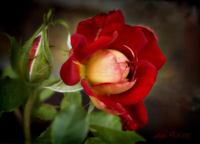 red yellow rose