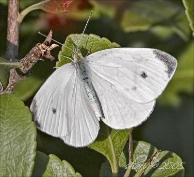 white butterfly 
