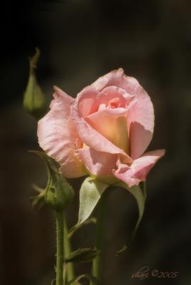 pink rose with bud