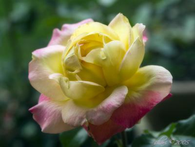 pink and yellow rose