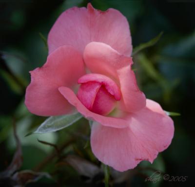 pink rose 6.23