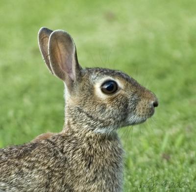 bunny closeup