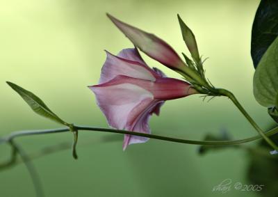 v3/83/259683/3/45927954.hibiscus.jpg