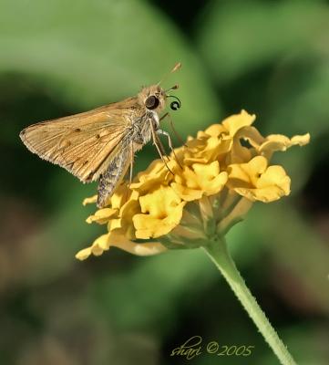 skipper on lantana