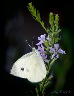 v3/83/259683/3/45964539.whitebutterfly.jpg