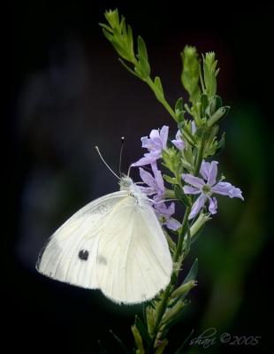 white butterfly