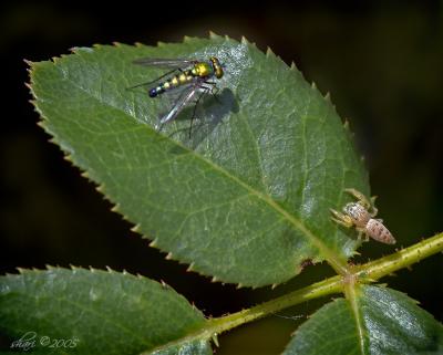 bugs on leaf