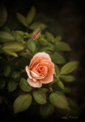 rose with bud