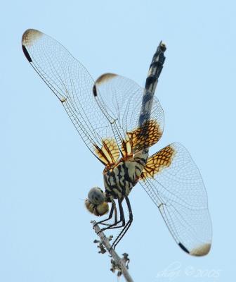 dragonfly sky