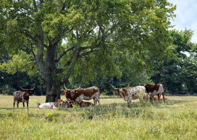 longhorns