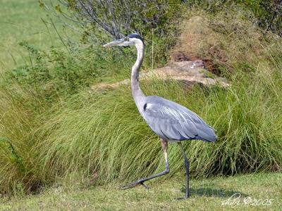 heron