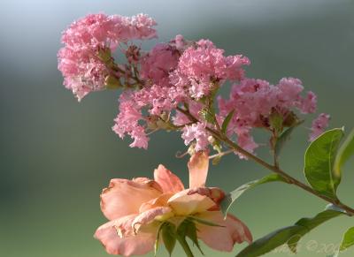 crape myrtle with rose