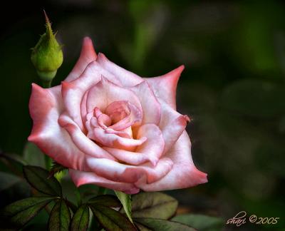 pink and white rose