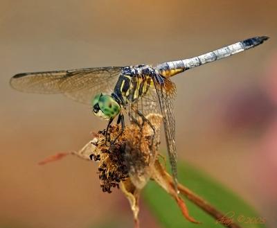 another dragonfly