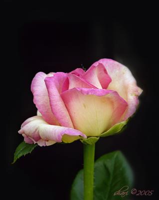 rose 08-05
