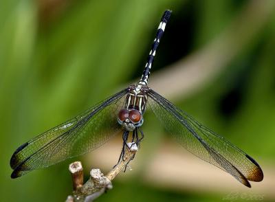 dragonfly 08.08.05