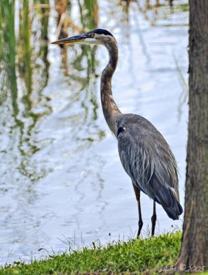 heron 08-09