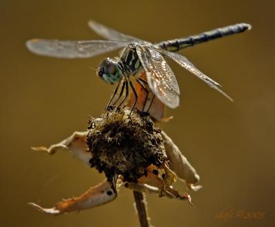 sunlit dragonfly