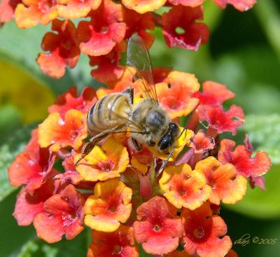 lantana bee