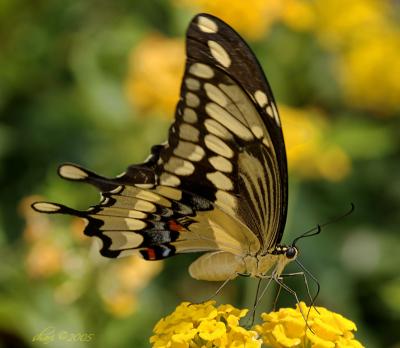 lantana butterfly