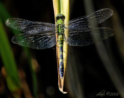 dragonfly 8-18-05