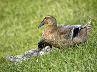 ducks 8-18-05