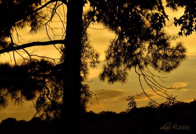 cypress springs sunset