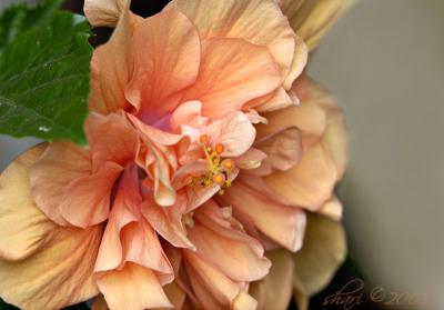 hibiscus 8-29-05