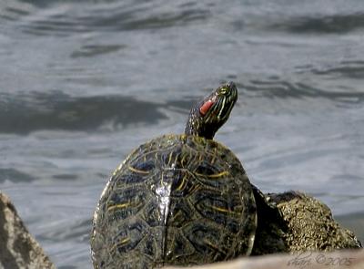 sunning turtle