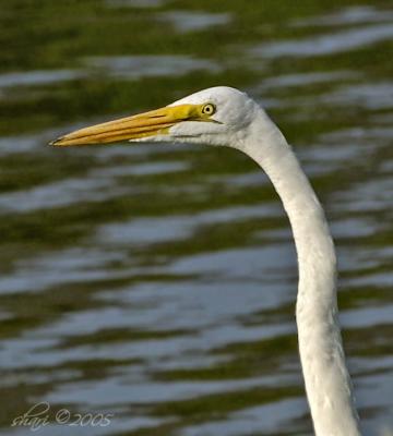 egret profile