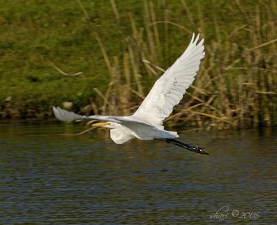 egret flying