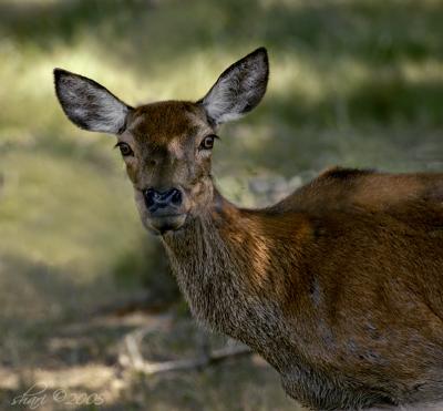 deer