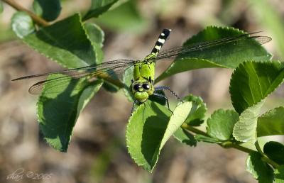 dragonfly green