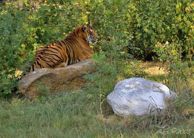 tiger on rock