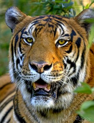 tiger portrait