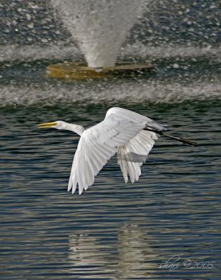 egret flying by fountain