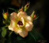 wild rose with buds