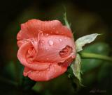 rose with raindrops