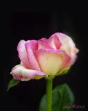 rose 08-05
