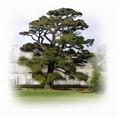 Feb_27_Tree.jpg