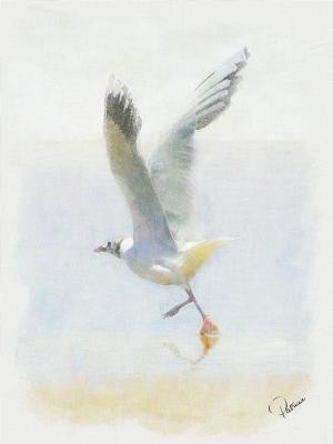 gull.jpg
