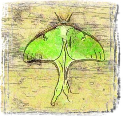 Mar_3_Giant_Moth.jpg