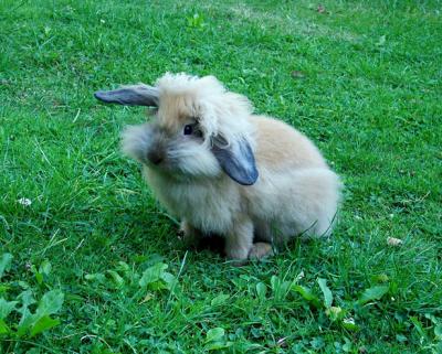 is it a rabbit ...or a dog..?
