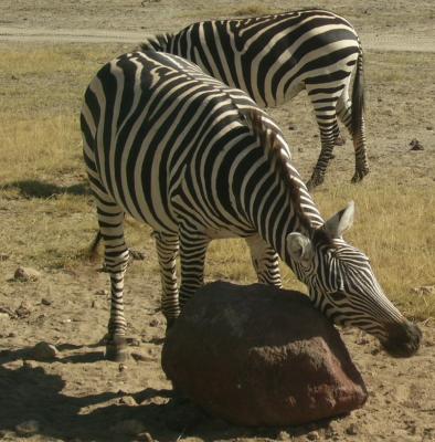 zebra scratching