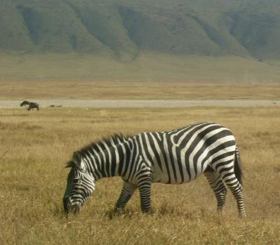 zebra grazing