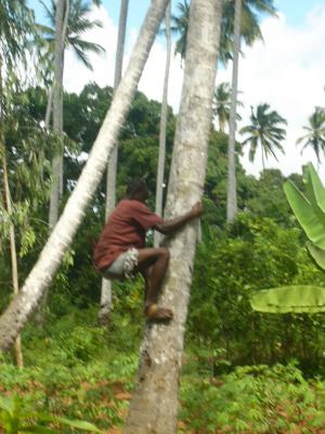 climbingthecoconut.jpg
