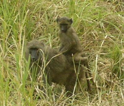 baboon baby riding