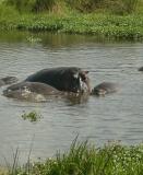 hippo and baby
