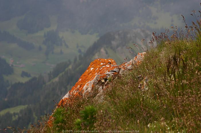 KleinwalsertalHochinfenwanderung 2230 m (23.7.2005)