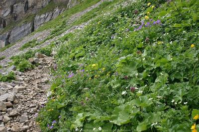 KleinwalsertalHochinfenwanderung 2230 m (23.7.2005)